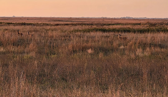 Deer on the coastal prairie at dusk in Colorado County, Texas