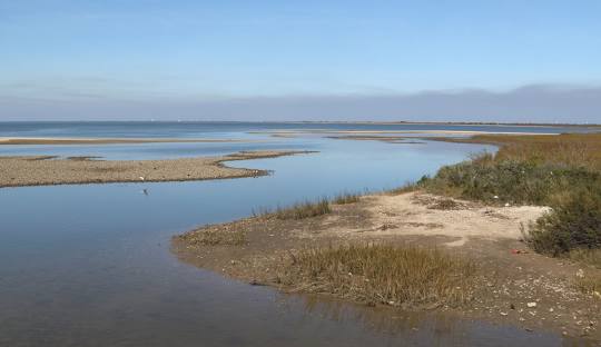 Bayfront tidal flats and coastal grasses in Matagorda County, Texas